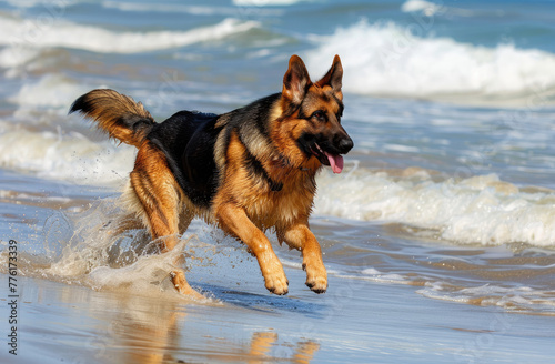 German Shepherd with a plush coat, sandy beach, chasing wave