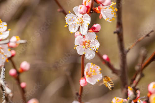 Blossoming flowers and lots of pink buds of apricot on a blurred blue sky background