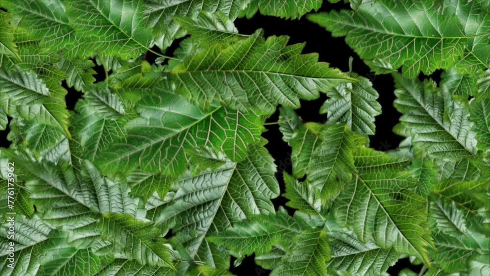 Realistic 3D falling green leaves with alpha channel motion graphic background
