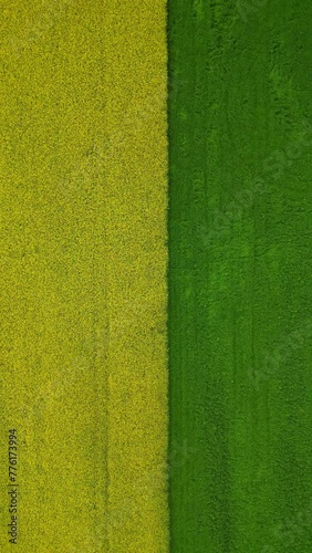 Blooming rapeseed field Color Change Yellow to Green. Vertical Aerial Footage in 4k. Thurgau Switzerland with Lake of Constance in the Back. . High quality 4k footage photo