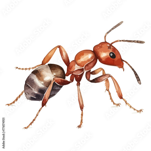 Watercolor painting of a ant, isolated on a white background, drawing clipart, Illustration Vector, Graphic Painting, design art, logo.