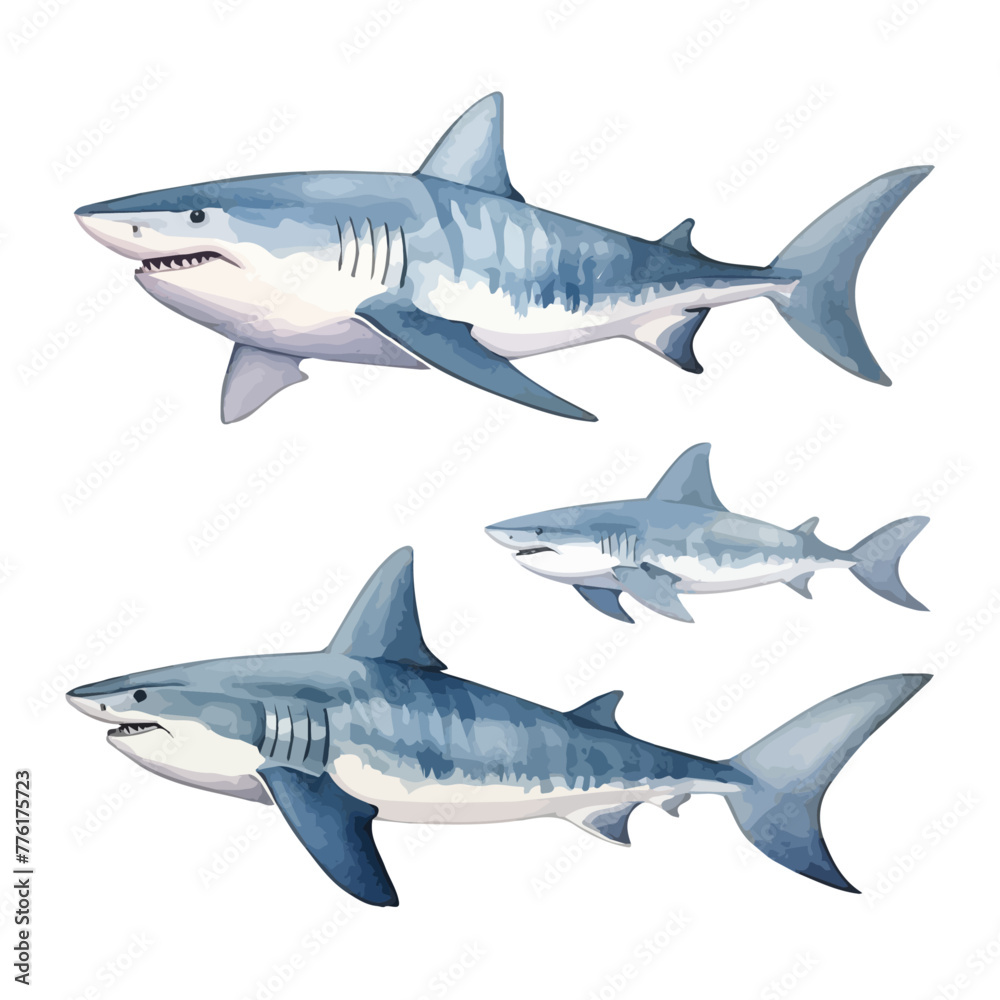 Watercolor painting of set shark, isolated on a white background, drawing clipart, Illustration Vector, Graphic Painting, design art, logo.