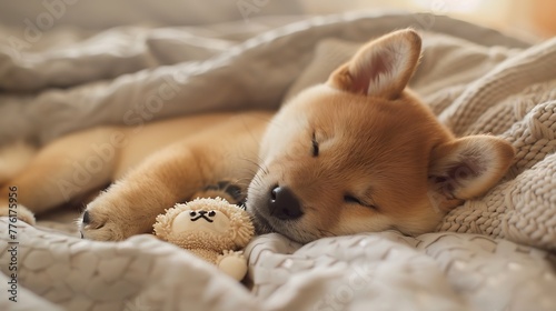 Cute shiba puppy is sleeping on the bed with soft toy © Rosie