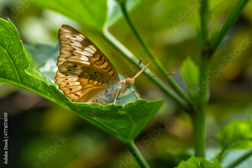 Butterflies are winged insects from the lepidopteran suborder Rhopalocera, characterized by large, often brightly coloured wings