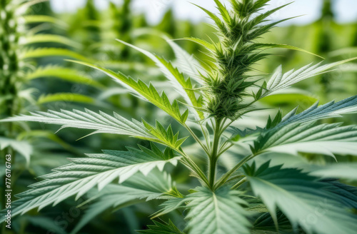 Close-up of a cannabis plant. The concept of legalizing marijuana in Germany.