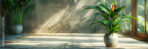 Elegant potted plant in a white vase stands in a sunlit room with long shadows