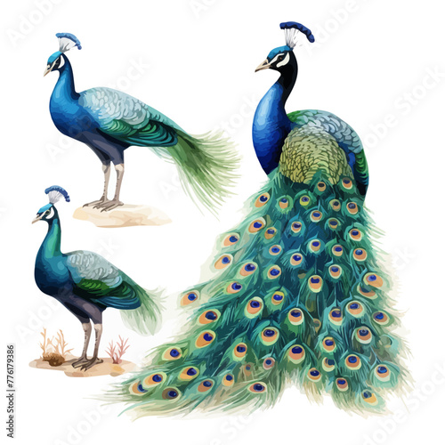 Watercolor clipart vector of a Peacock, isolated on a white background, Peacock vector, Illustration painting, Graphic logo, drawing design art.