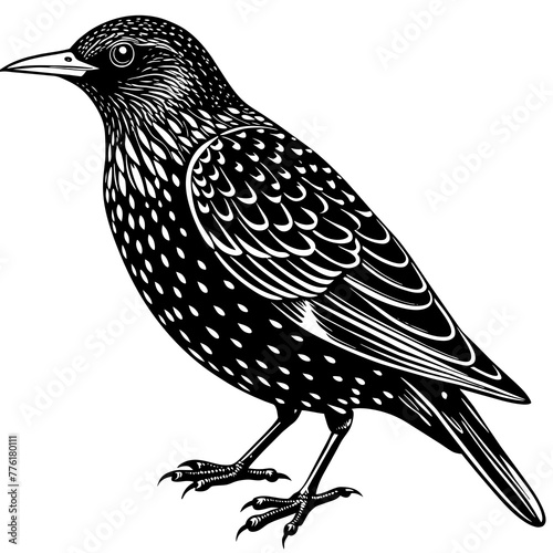 Foto starling  silhouette vector illustration svg file