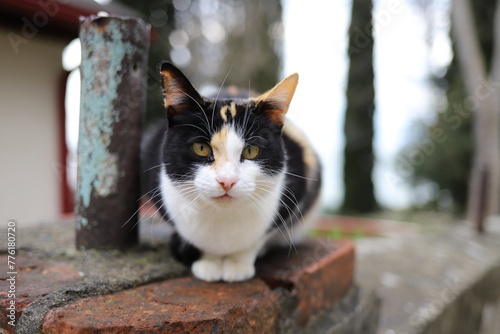 cat