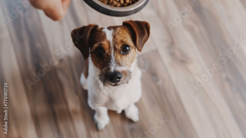 A curious dog looks up expectantly next to a bowl of food on a wooden floor. © Alena