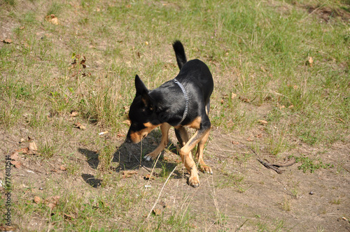 Black puppy dog outside. Dog pet in summer grass. Summer nature with pet. Dog pet outdoor in summertime. Pet on vacation in spring and summer