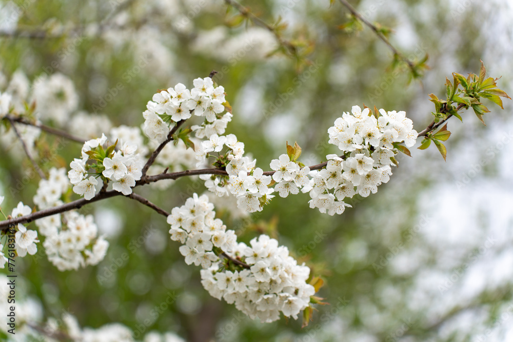 Cherry blossom tree in early spring Cherry blossom tree in early spring