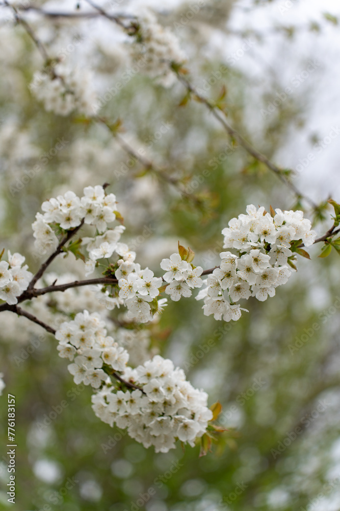 Cherry blossom tree 