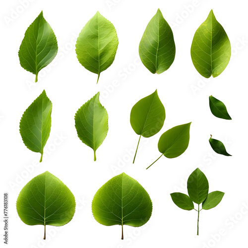 Green Leaf on Transparent background - Ai Generated © Muhammad
