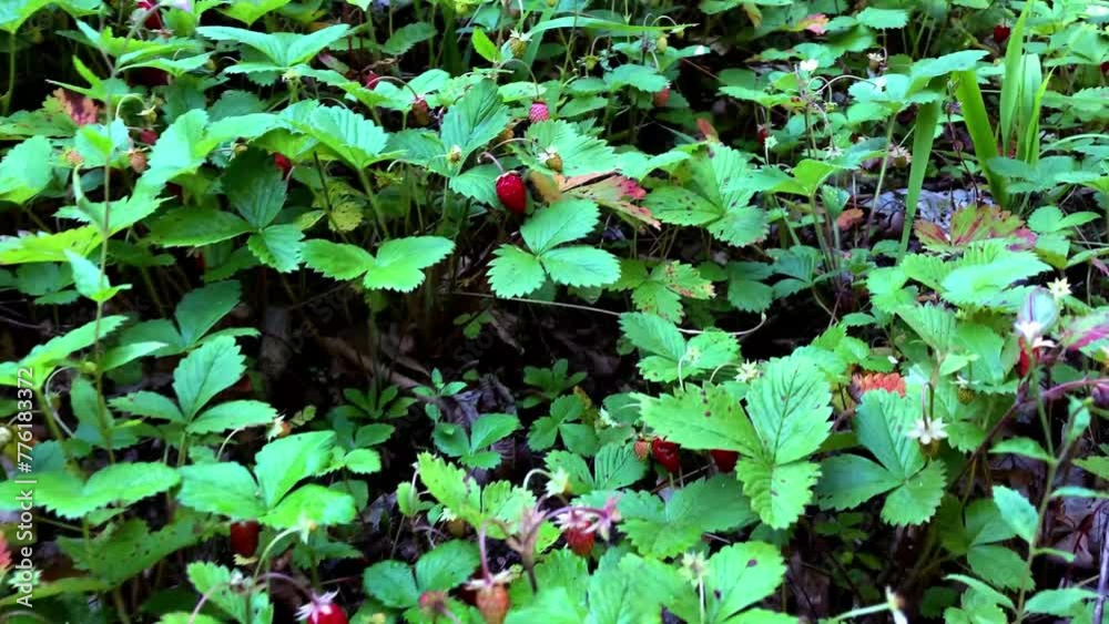 Strawberries growing in the forest.Strawberry berries are red in the forest among green leaves and grass. Close-up of strawberries. Slow motion video. Strawberries growing in the forest.Strawberry berries are red in the forest among green leaves and grass. Close-up of strawberries. Slow motion video.