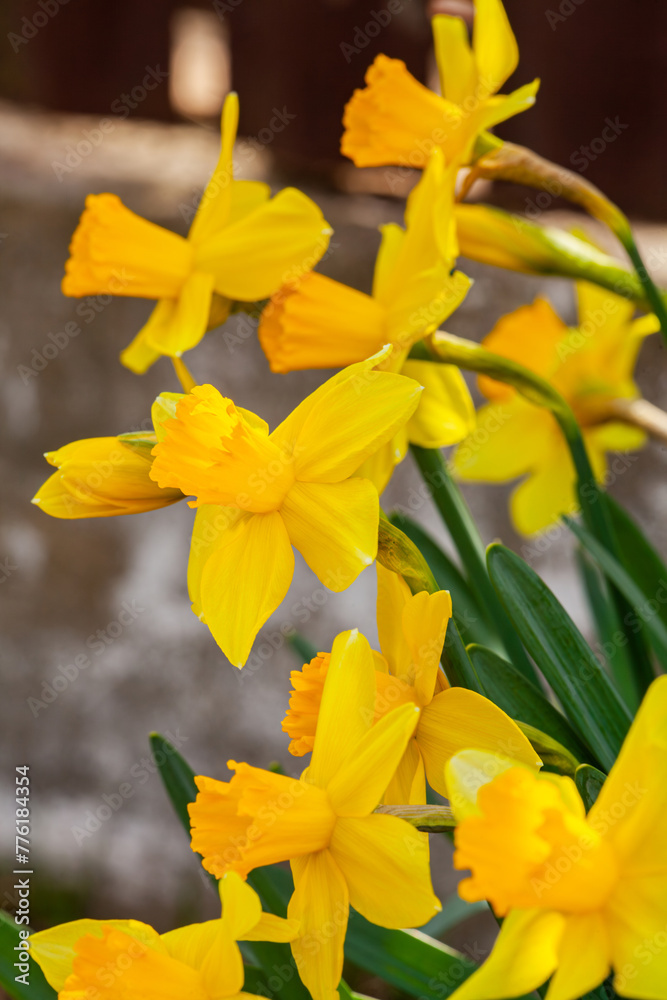 Obraz premium PICTURE with a lot of flowers called yellow daffodils that we only see in spring.