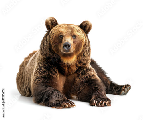 Seated brown bear facing forward © gearstd