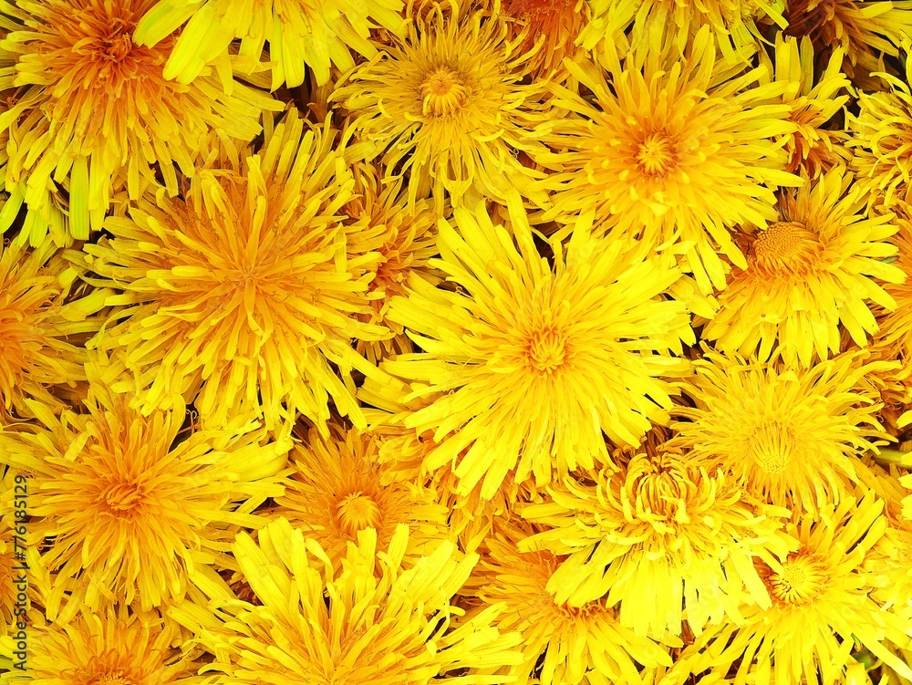 Yellow dandelions heads in top view . Background. Yellow dandelions heads in top view . Background.