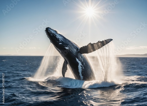 f a humpback whale spraying and spouting water above the surface photo