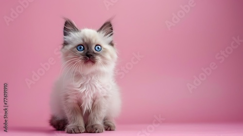 ragdoll kitten with bright blue eyes in studio on pink background photo