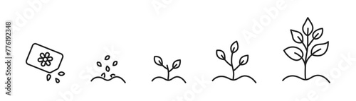 Plant growing in process. Phases plant growing. Vector.