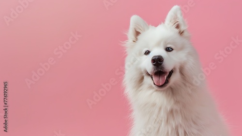Samoyed dog on pink background