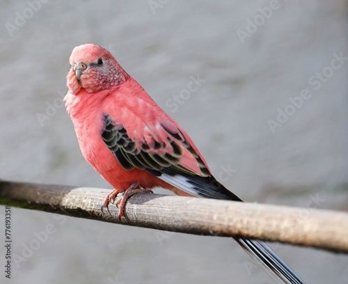 Pink Bourkes parakeet on a stick.