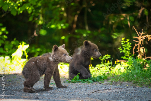 Brown bear in a forest. Before sunset. Portrait of a brown bear. Male female. Cubs with mother. Green background  forest. With tree.