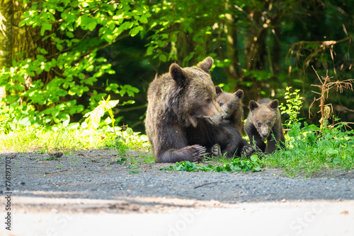 Brown bear in a forest. Before sunset. Portrait of a brown bear. Male/female. Cubs with mother. Green background, forest. With tree. photo