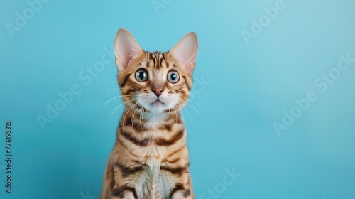 Snow bengal purebred cat looking at the camera sitting on a blue background © Rosie
