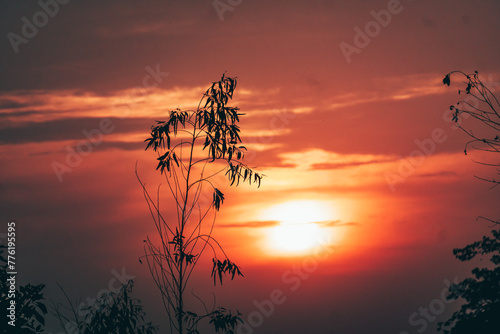 Sunset Silhouette Through Tree Leaves