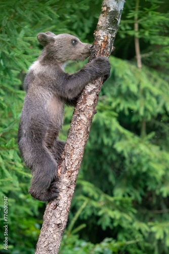 Brown bear in a forest. Before sunset. Portrait of a brown bear. Male/female. Cubs with mother. Green background, forest. With tree.