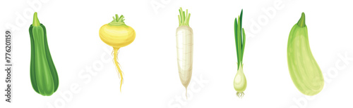 Ripe and Fresh Garden Vegetable and Veggie Harvest Vector Set