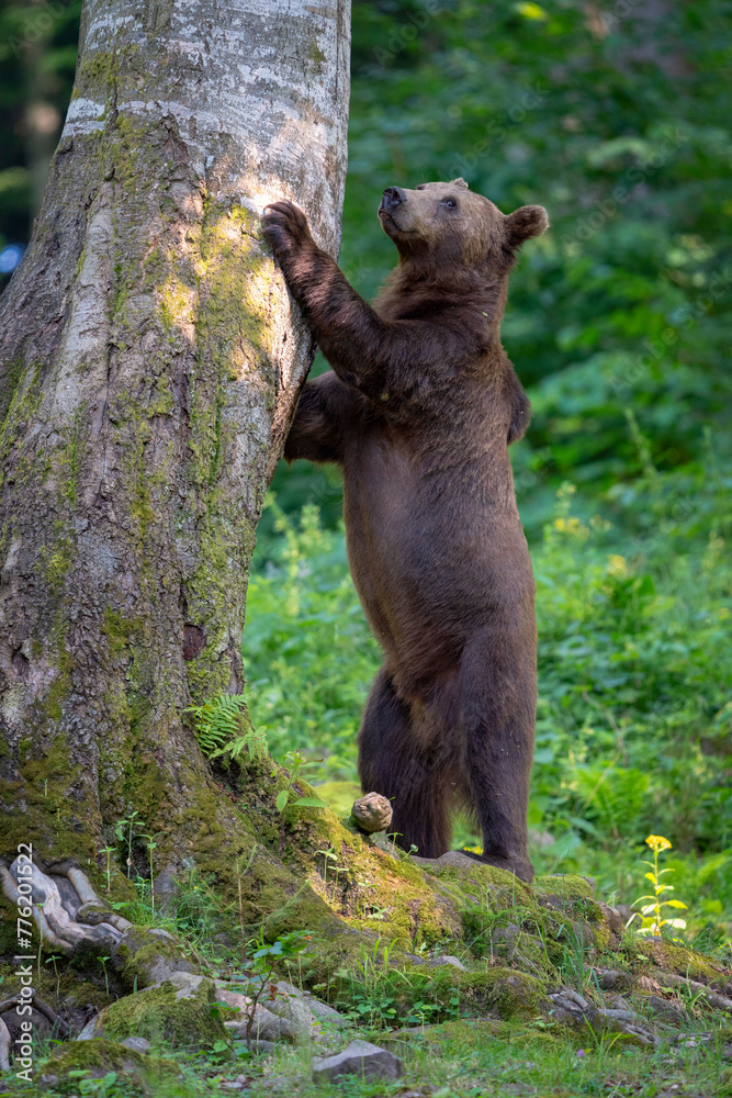 Fototapeta premium Brown bear in a forest. Before sunset. Portrait of a brown bear. Male/female. Green background, forest. With tree.