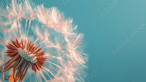 Dandelion Blowing in Wind