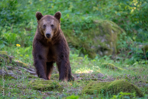 Brown bear in a forest. Before sunset. Portrait of a brown bear. Male/female. Green background, forest. With tree.