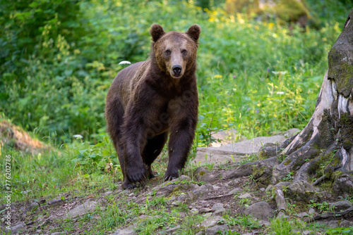 Brown bear in a forest. Before sunset. Portrait of a brown bear. Male/female. Green background, forest. With tree. © jirka