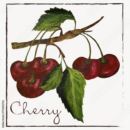 Cherry.Watercolor botanist illustration collection