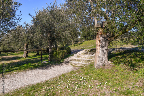 Path in an olive grove with a meadow dotted with daisies (Bellis perennis) in the foreground, Sirmione, Brescia, Lombardy, Italy