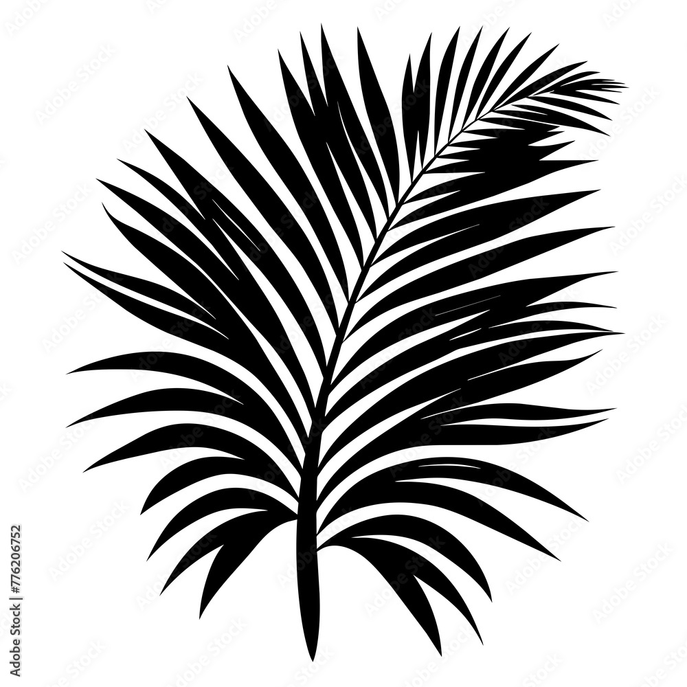 Abstract shadow black white palm leaf shadow