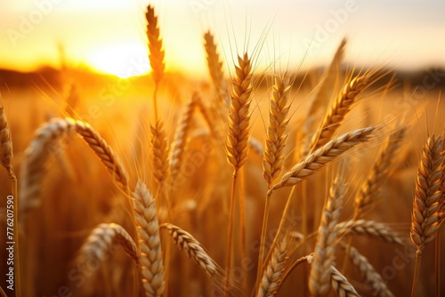 Wheat field. Ears of golden wheat under Shining Sunlight. Beautiful Rural Nature. Sunset Landscape. Rich harvest Concept. Close up  macro