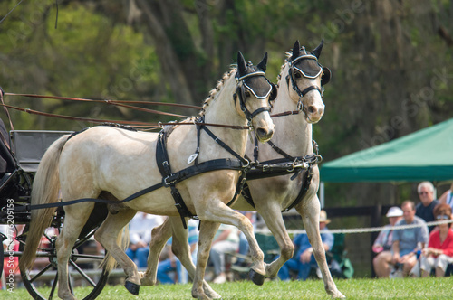 Welsh Pony team pulling hitch in Combined driving competition