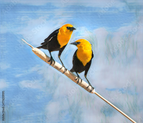 Yellow Headed Blackbirds share a perch on cattail reed