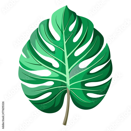 Monstera green leaf isolated on white background
