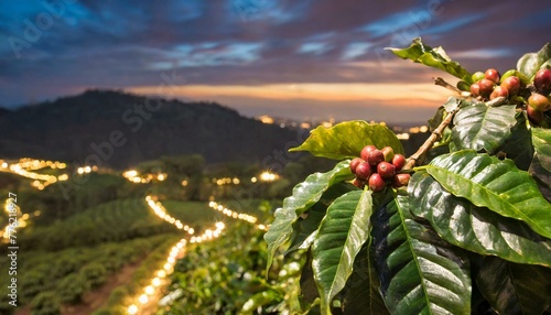 galhos com grãos de café na plantação durante a noite, luzes belas, agro photo