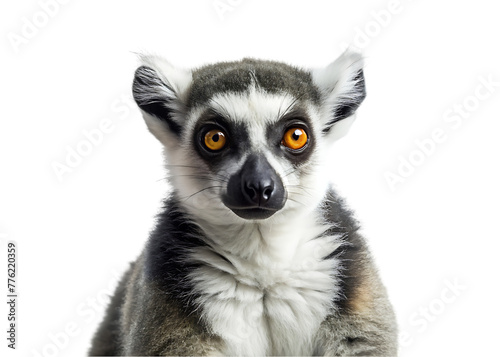 Primate catta lemur transparent background