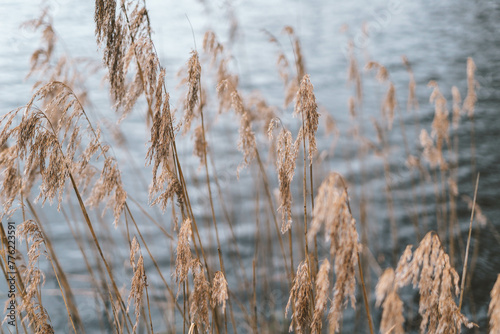 Reeds in the wind