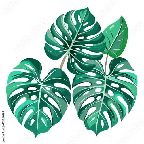 Set of tropical monstera leaves isolated on white background.
