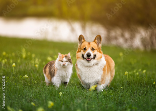 furry friends a red cat and a cheerful corgi dog stand next to each other in a green meadow on a sunny spring day