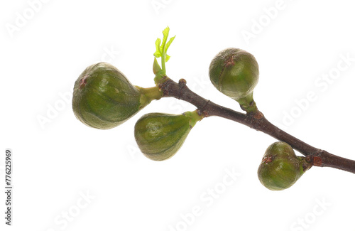 Young fig tree branch, leaves with fruits in spring isolated on white, clipping